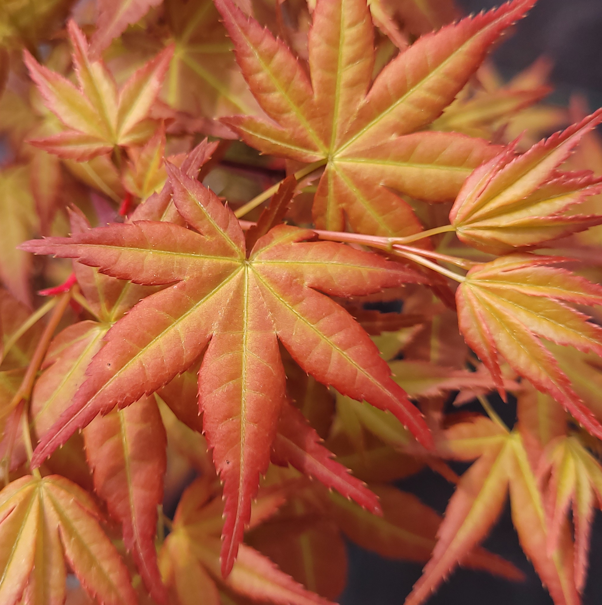 Beni chidori – Image 5