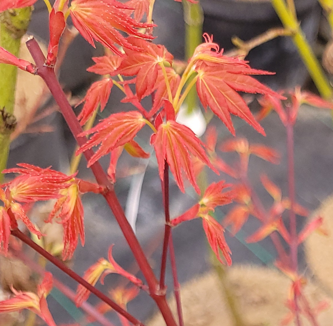 Beni chidori – Image 6