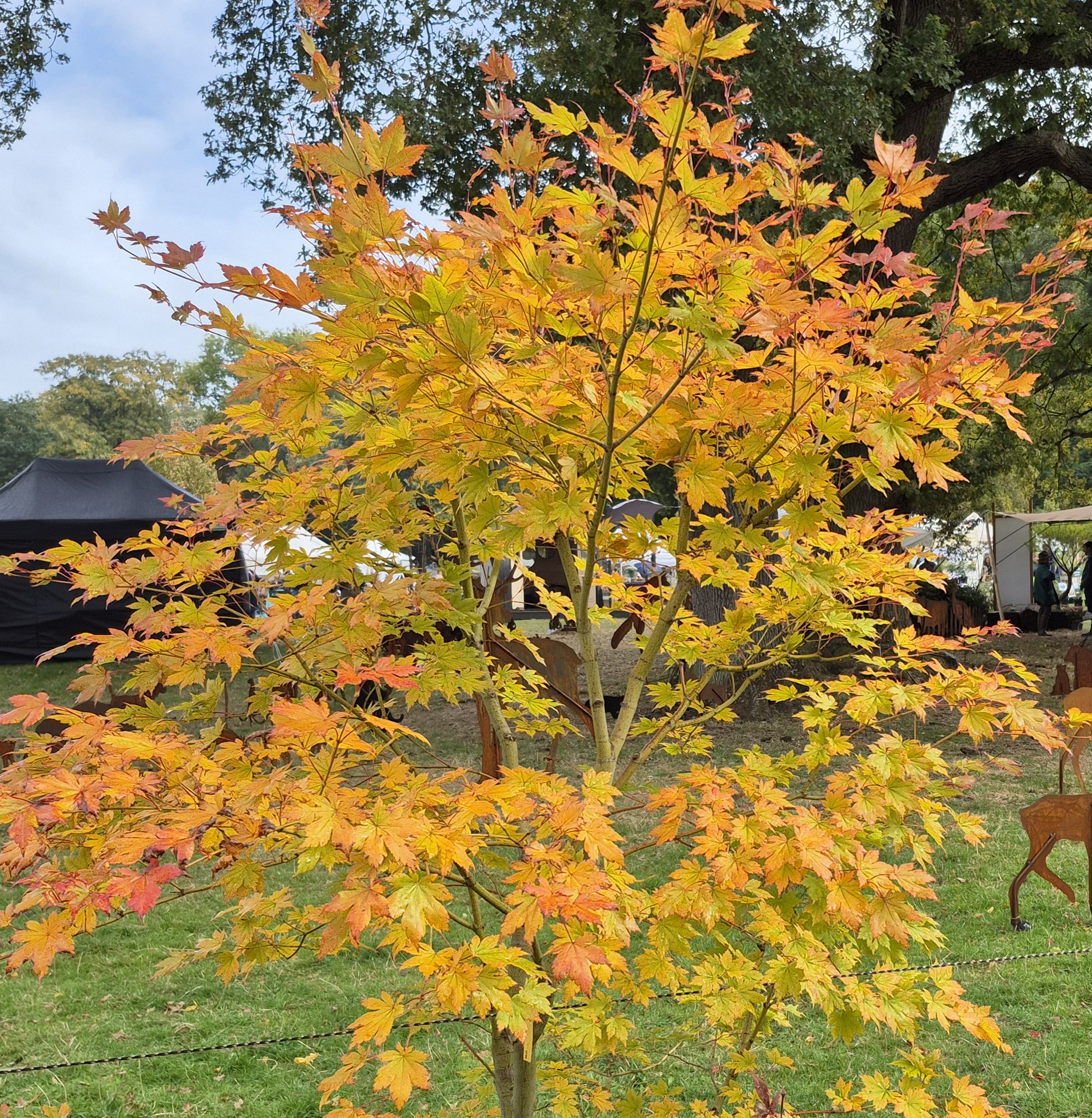 Beni musume – Image 6