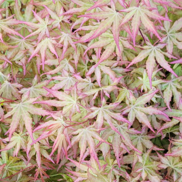 Coral pink – Image 8