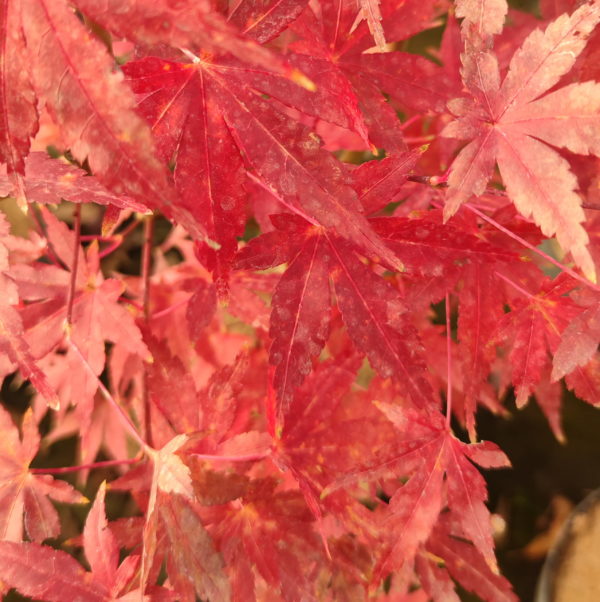 Coral pink – Image 6
