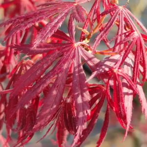 Crimson carol