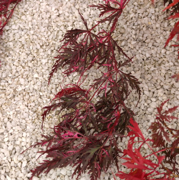 Hana matoi® – Image 6