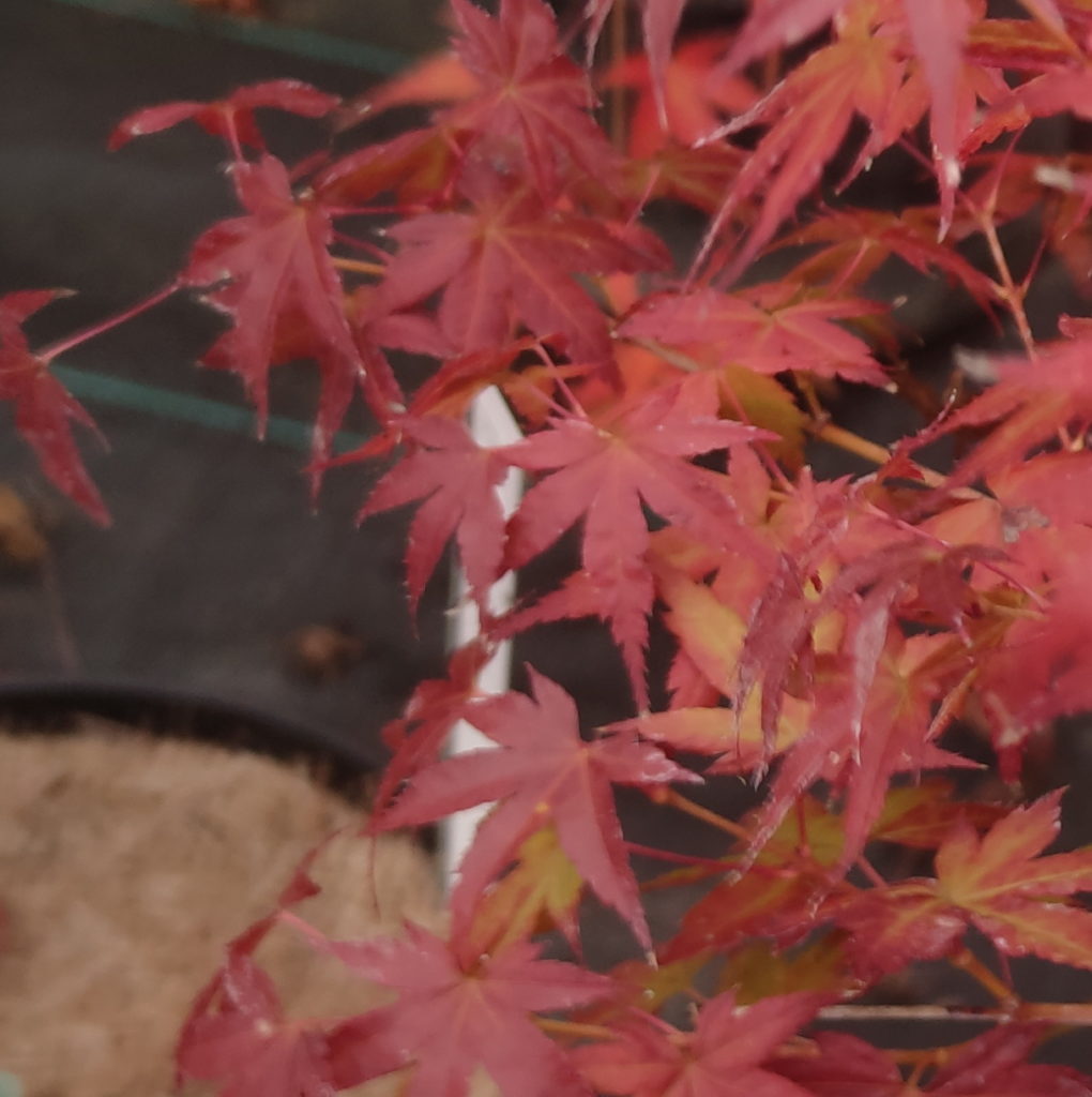 Kashima – Pépinières Choteau