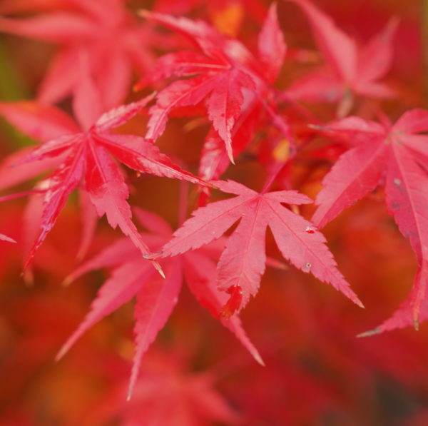 katsura – Image 7