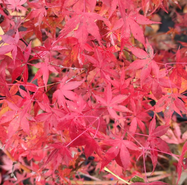 katsura – Image 8