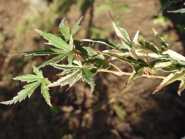Beni shishihenge – Image 3