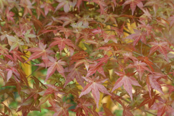 Chishio – Image 2