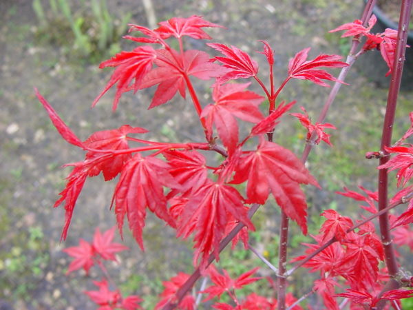 Chishio