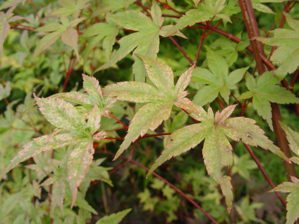 Chishio – Image 3