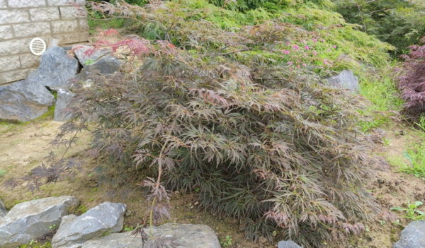 Emma – Image 5