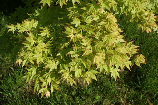 Kashima – Image 4