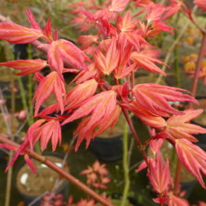 Kawahara rose