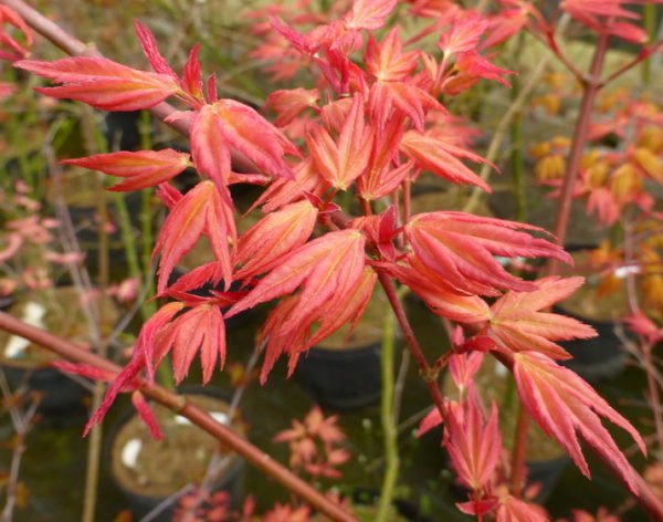 Kawahara rose