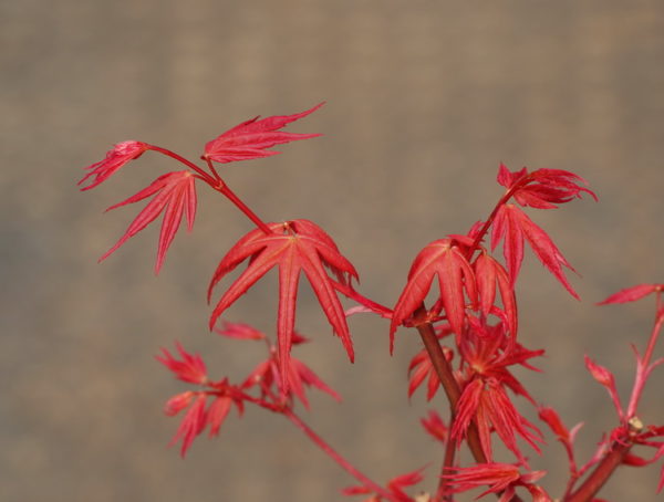 Kawahara rose – Image 2