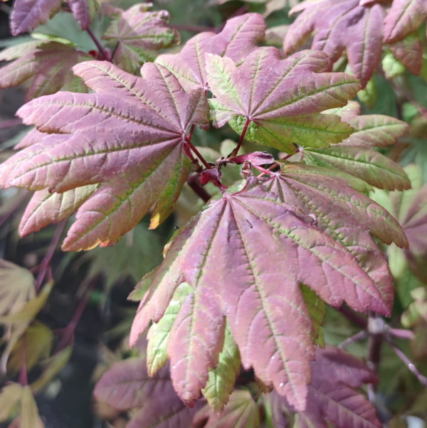 Burgundy jewel