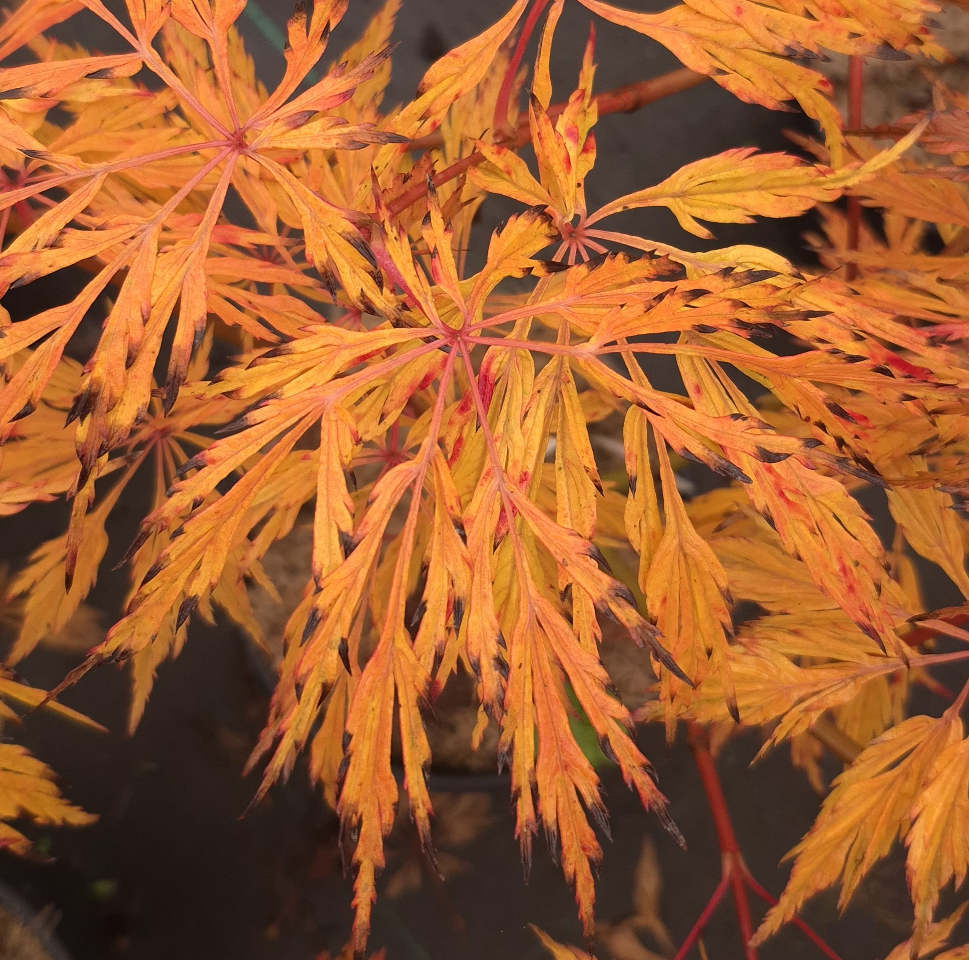 Ao jutan – Image 3