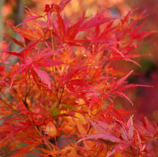 Chiri hime – Image 5