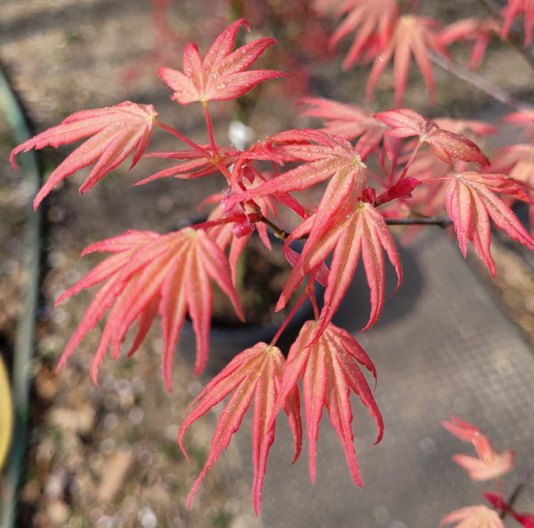 Coral Magic – Image 3