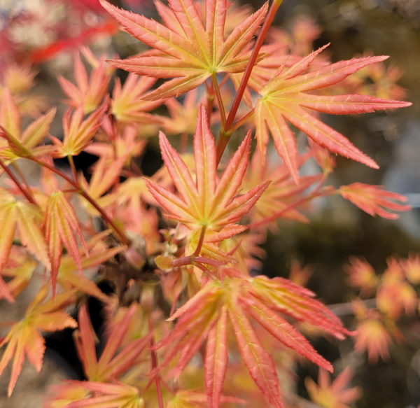 Coral pink – Image 7