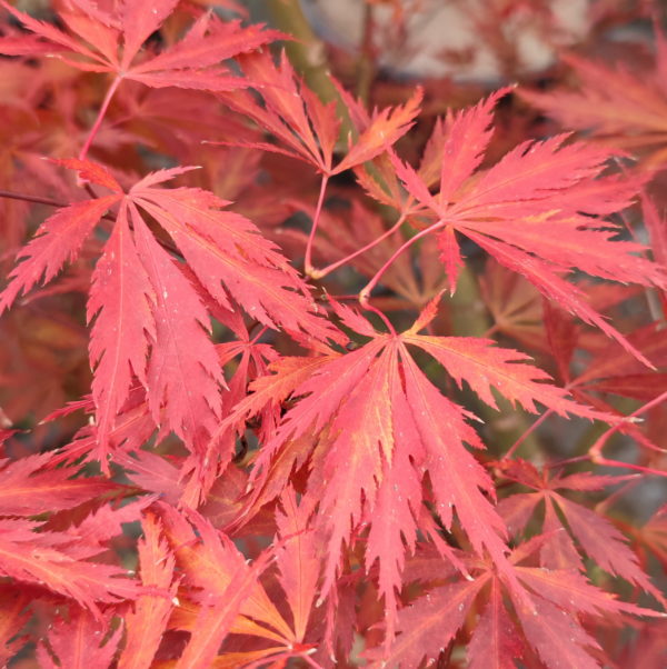 Crimson carol – Image 2