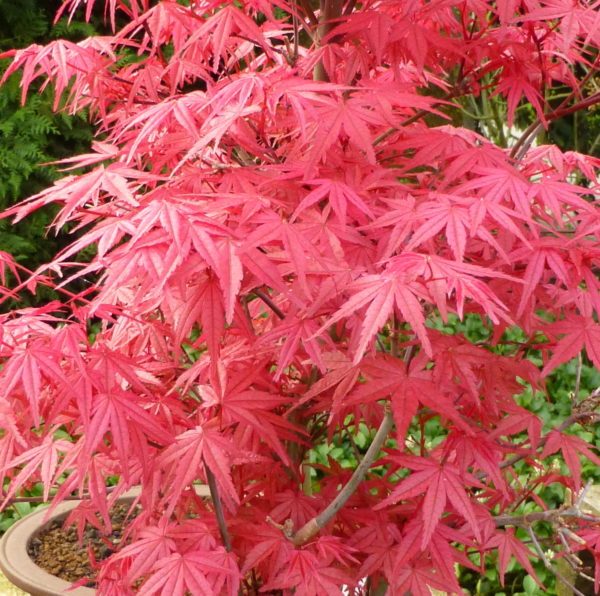 Deshojo – Image 7