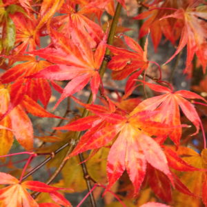 Fior d'Arancio