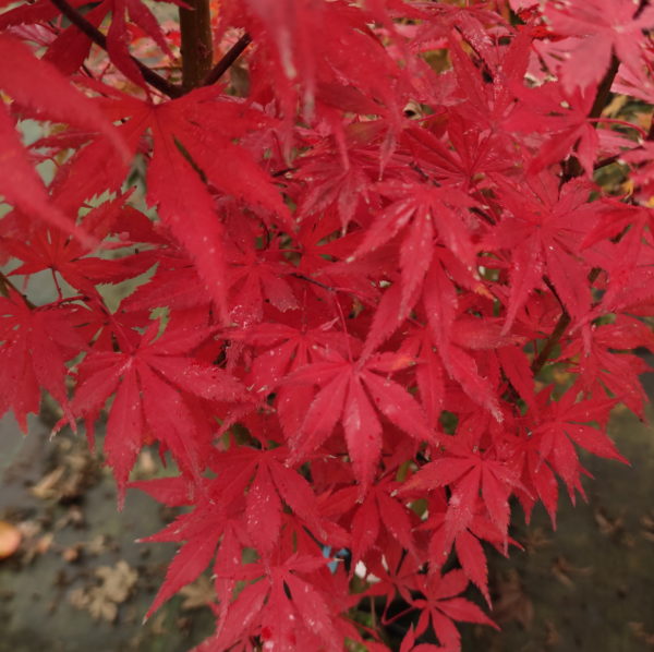 Heguri – Image 5