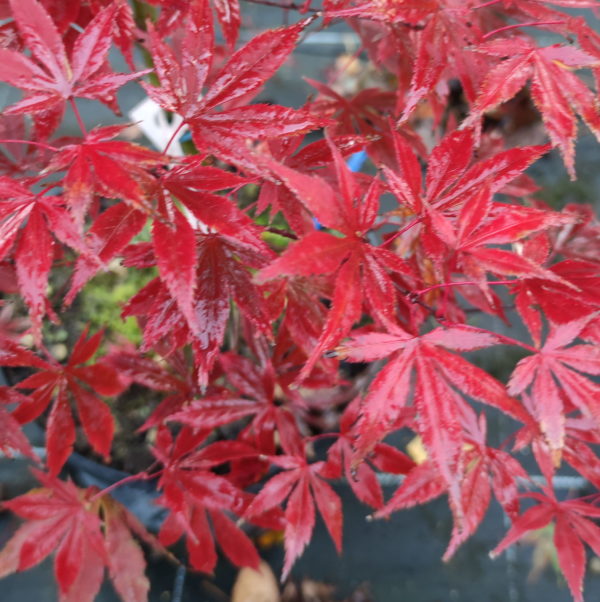 Heguri – Image 4