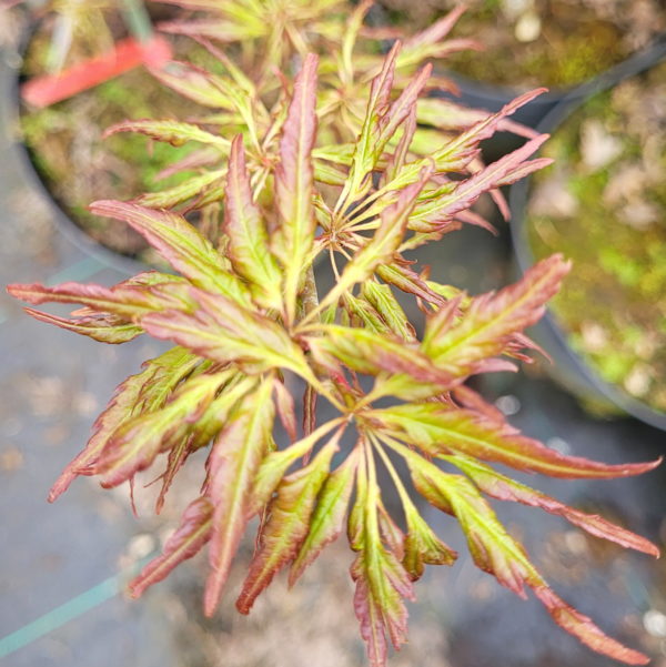Hosoba koshimino