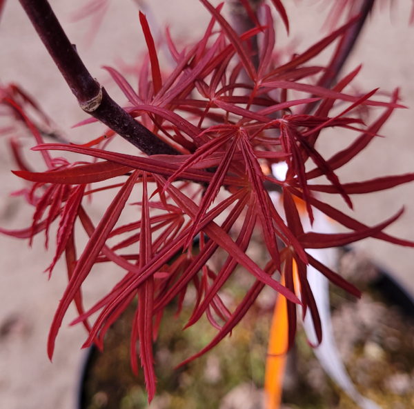 Hupp's red willow – Image 2