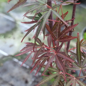 Hupp's red willow