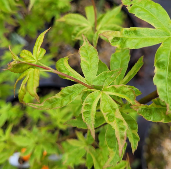 Kokubunji nishiki – Image 3