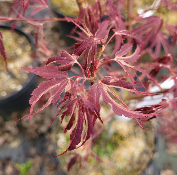 Manyo no sato – Image 4