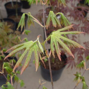 Green trompenburg
