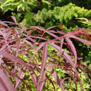 Greenthumb North-Carolina red