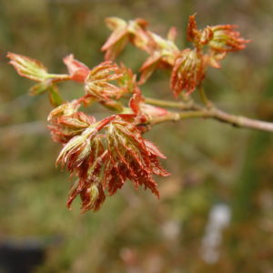Hanami nishiki