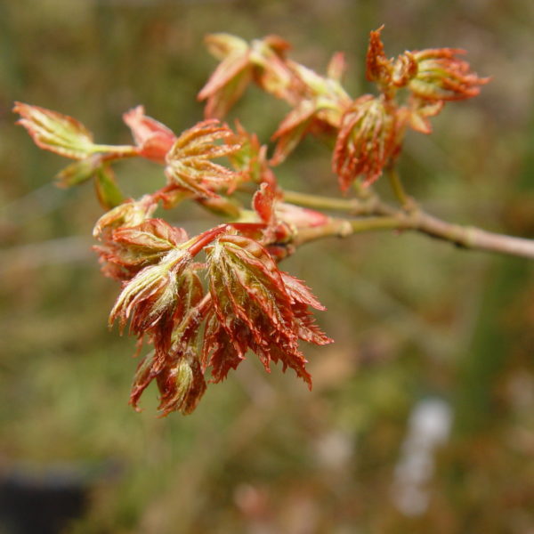 Hanami nishiki