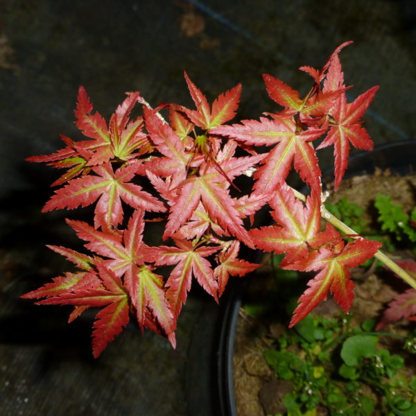 Hatsukoi