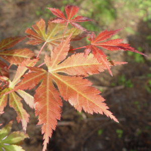 Heguri