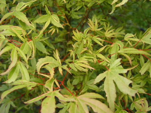 Hoshi kuzu – Image 2