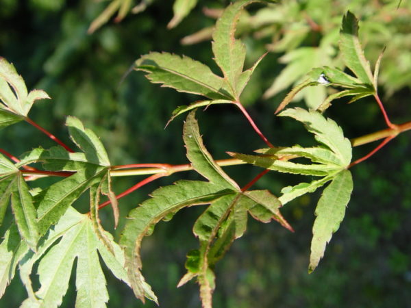 Hoshi kuzu – Image 3