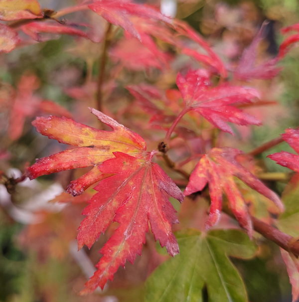 Berry broom – Image 6