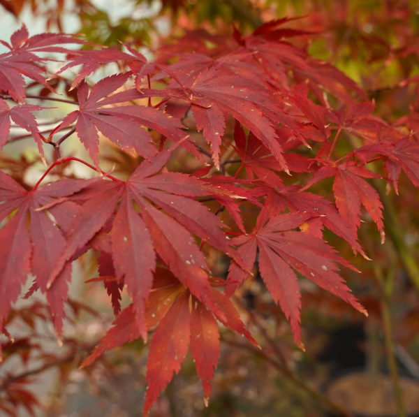 Chokei ji