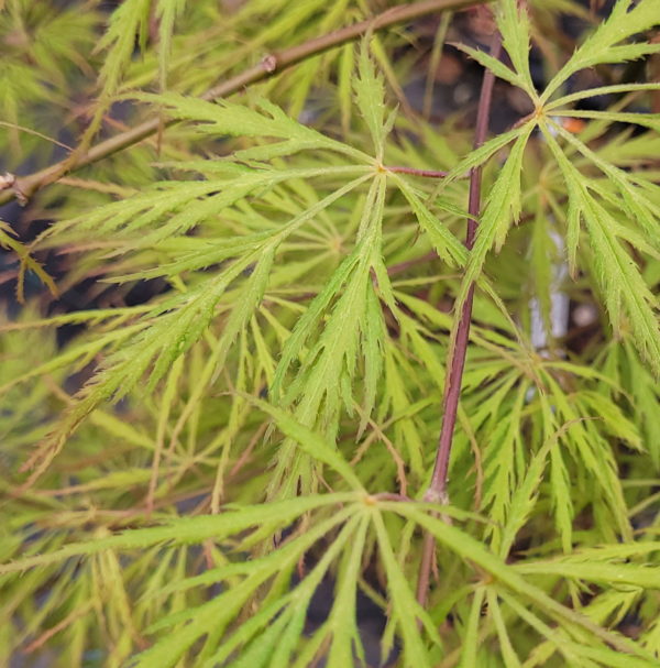 Demi sec – Image 2