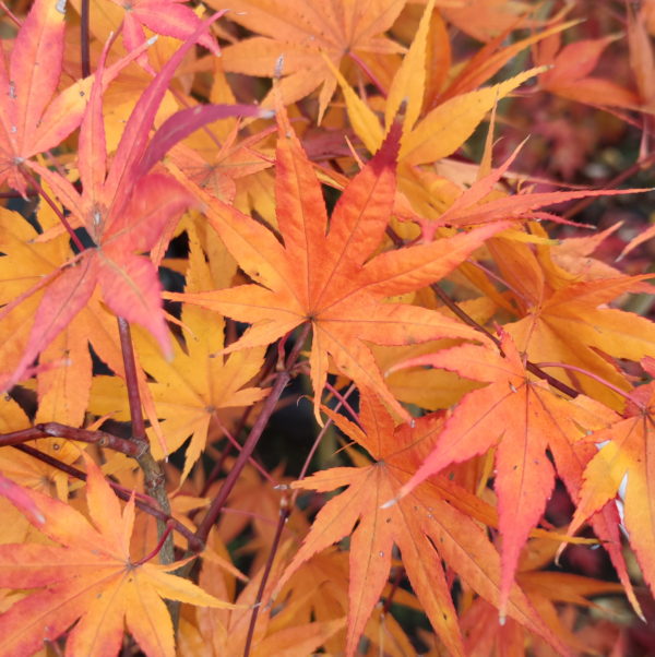 Gaki no sugi – Image 2