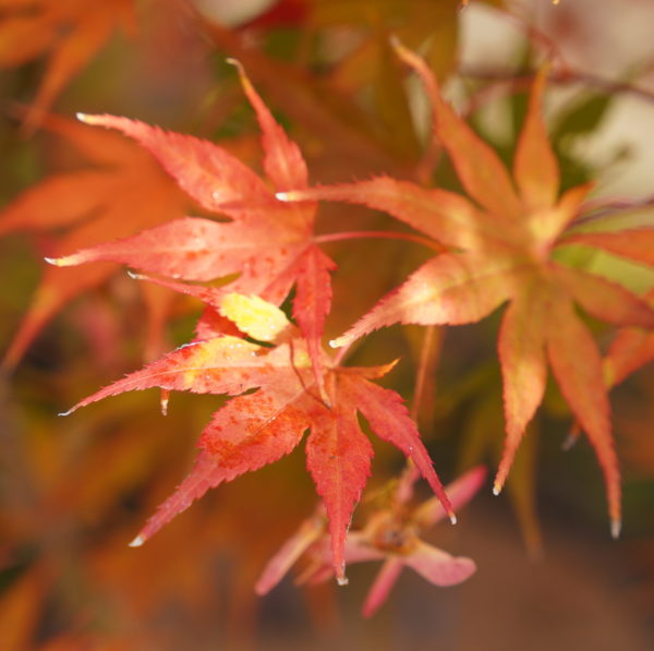 Gaki no sugi – Image 4