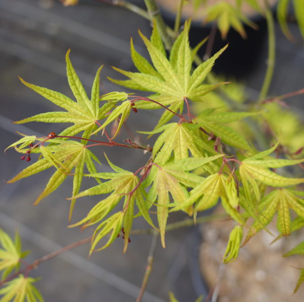 Gaki no sugi – Image 5