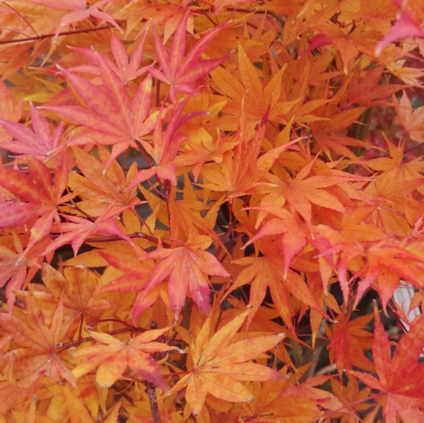 Gaki no sugi – Image 6