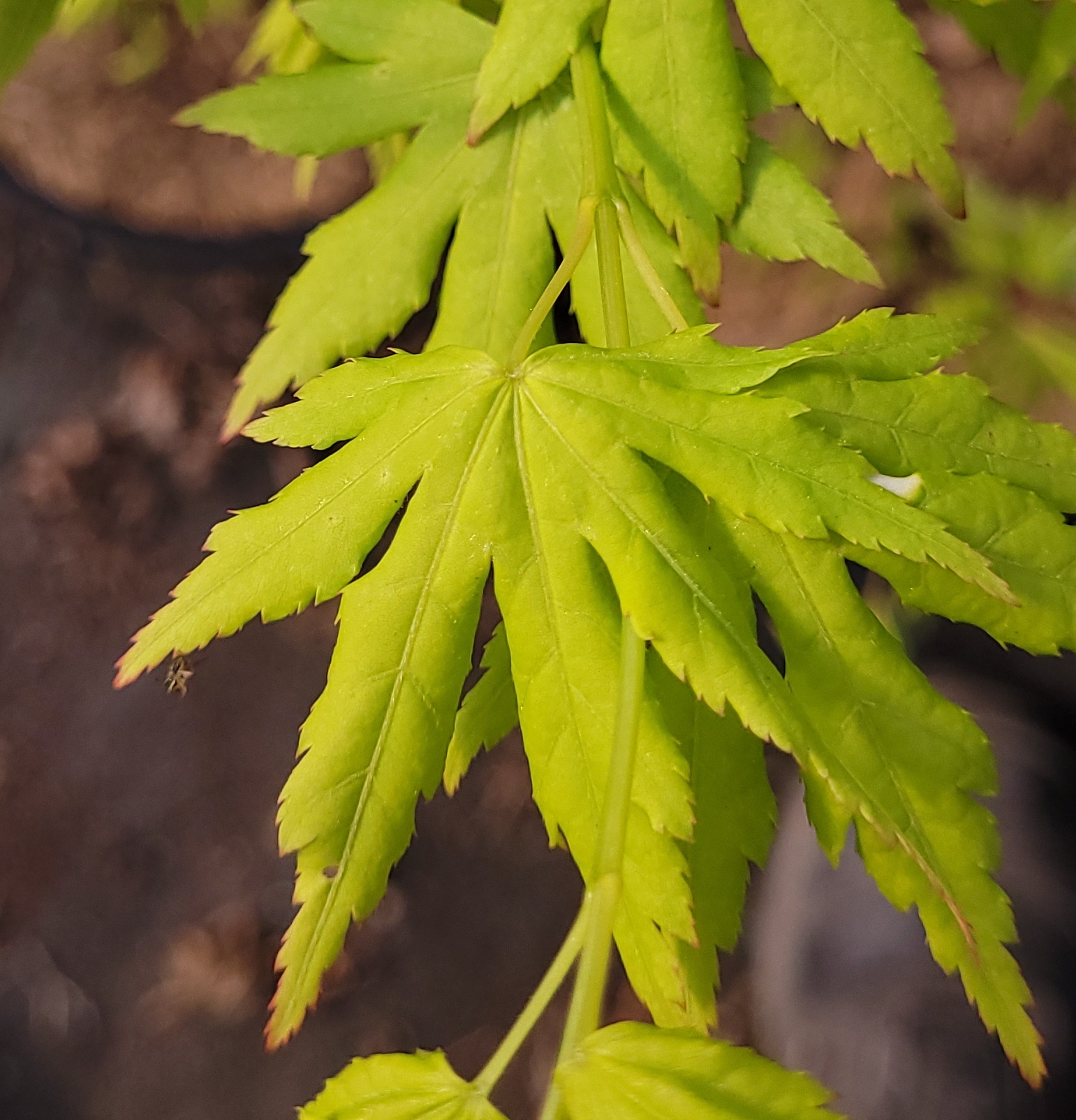 Going Green® – Image 3